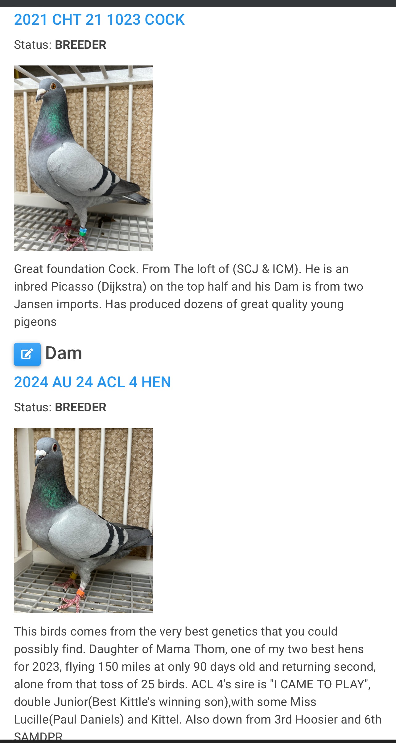 Racing Pigeon (GRPC 5446)(COCK)
