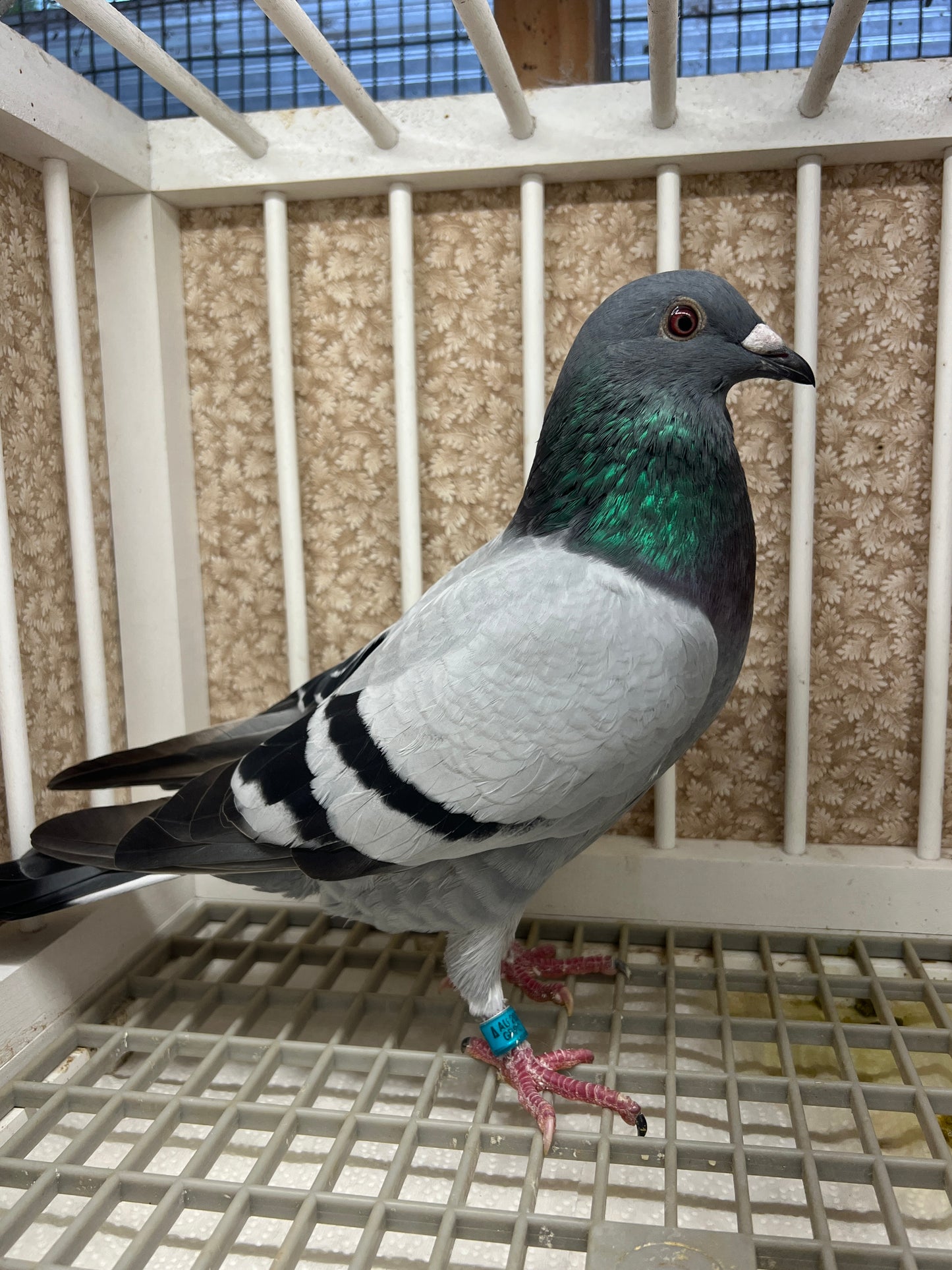 Racing Pigeon (GRPC 5446)(COCK)