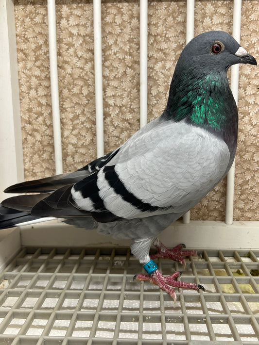 Racing Pigeon (GRPC 5446)(COCK)