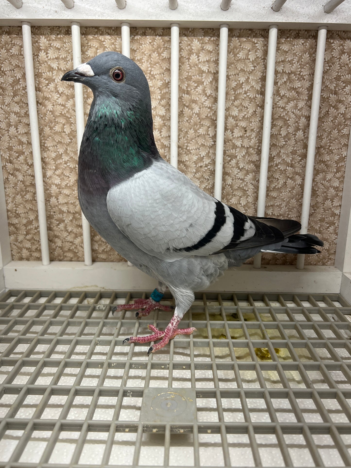 Racing Pigeon (GRPC 5446)(COCK)