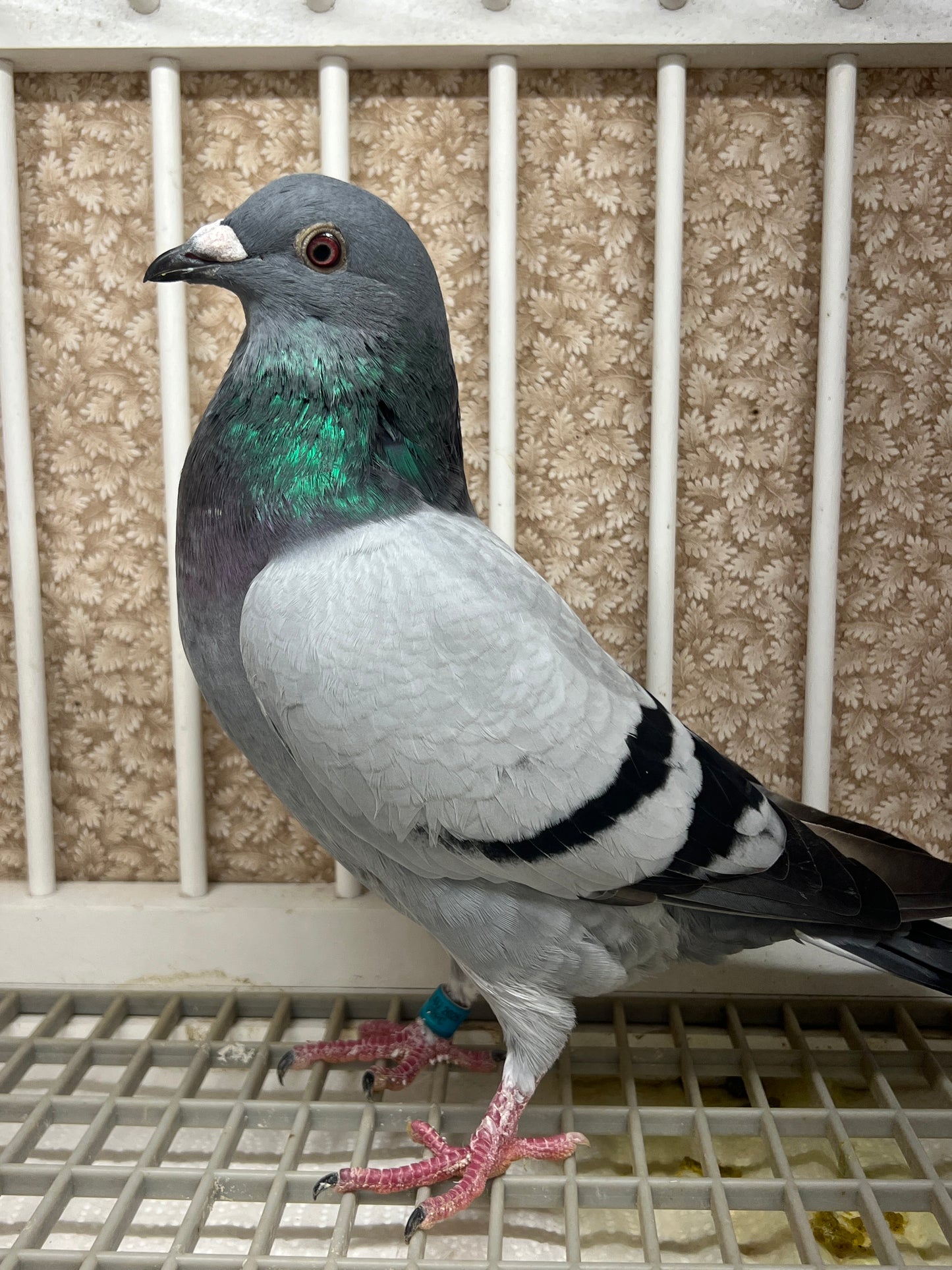 Racing Pigeon (GRPC 5446)(COCK)