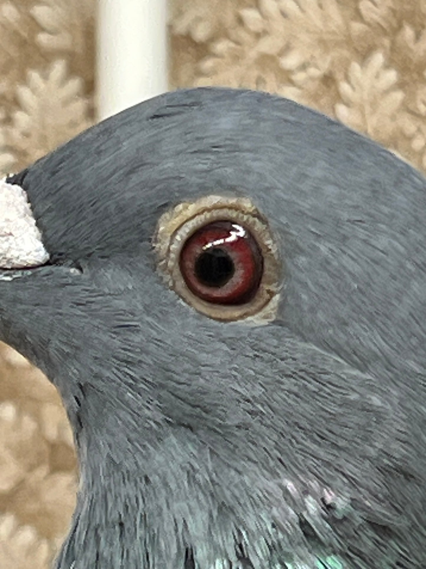 Racing Pigeon (GRPC 5446)(COCK)