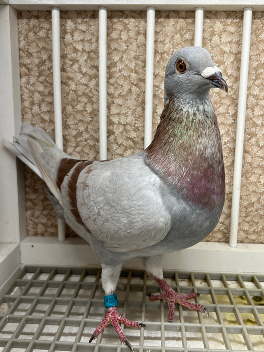 Racing Pigeon (RRL 493)(COCK)
