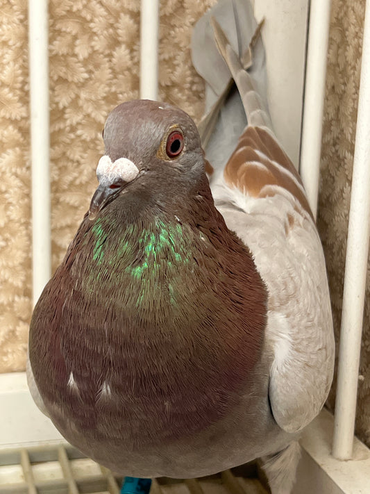 Racing Pigeon "GRPC 5406”