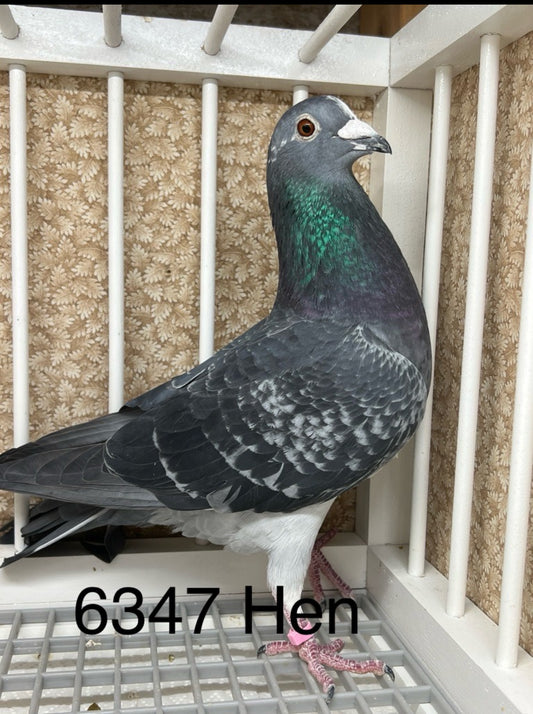 "HVR"  Huyskens Van Riel "ARPU 6347”(Hen)
