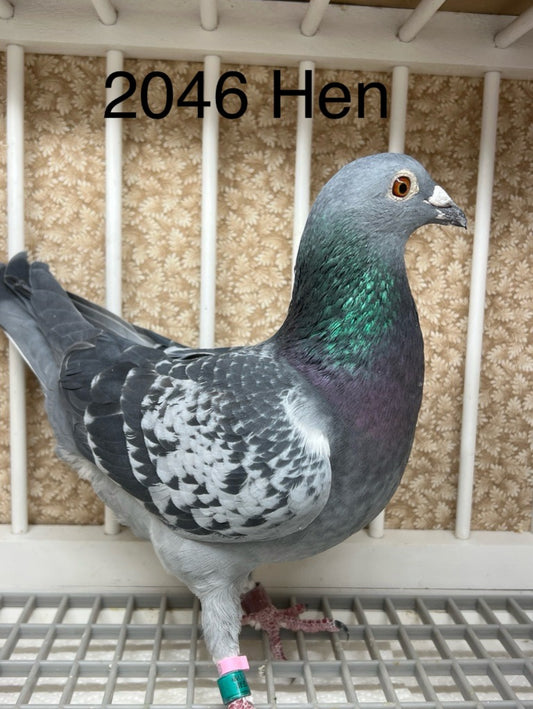 "HVR"  Huyskens Van Riel "JEDDS 2046”(Hen)