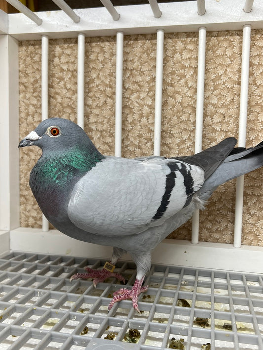 Racing Pigeon "060”