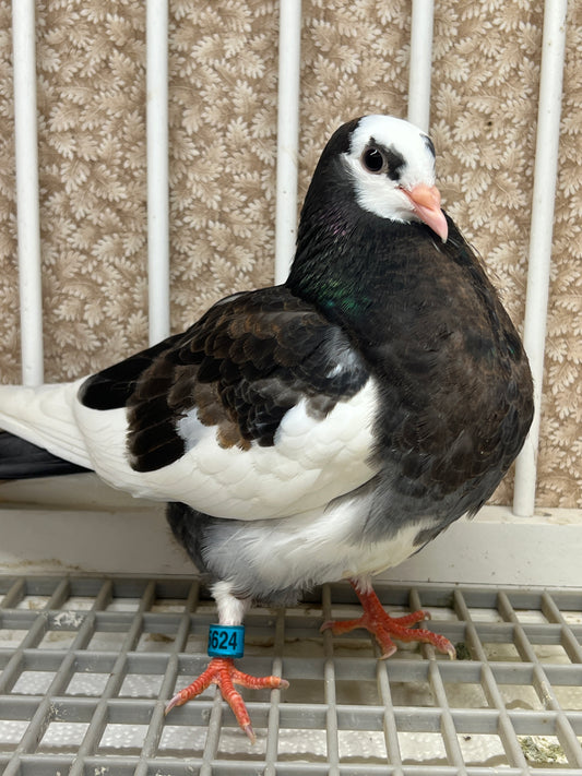 Birmingham Roller Pigeon "5624”