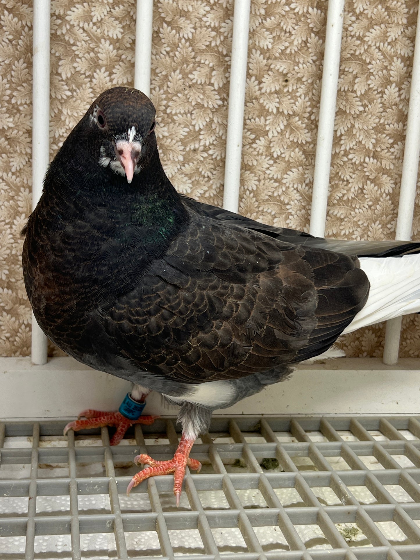 Birmingham Roller Pigeon "5646”