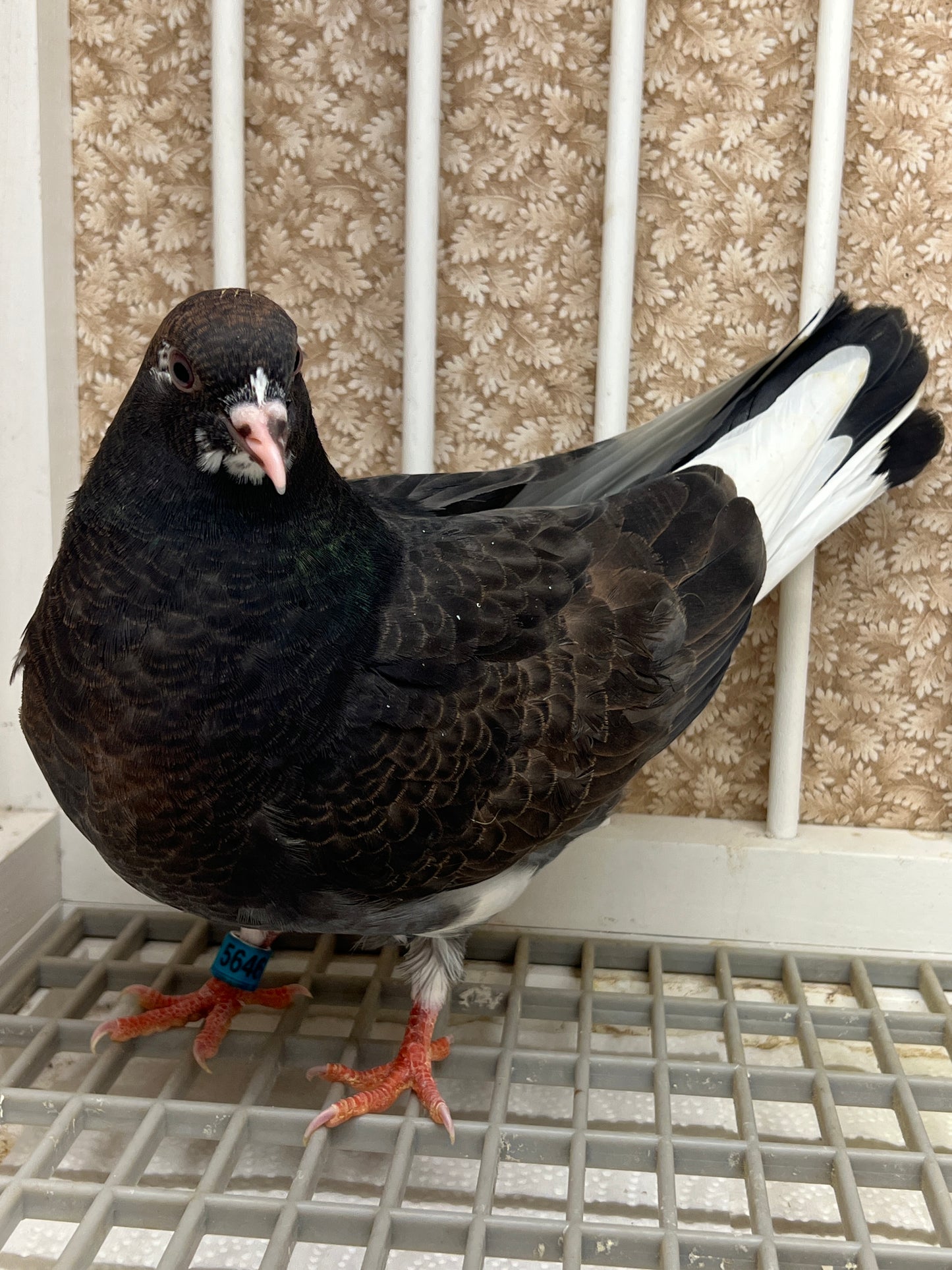 Birmingham Roller Pigeon "5646”