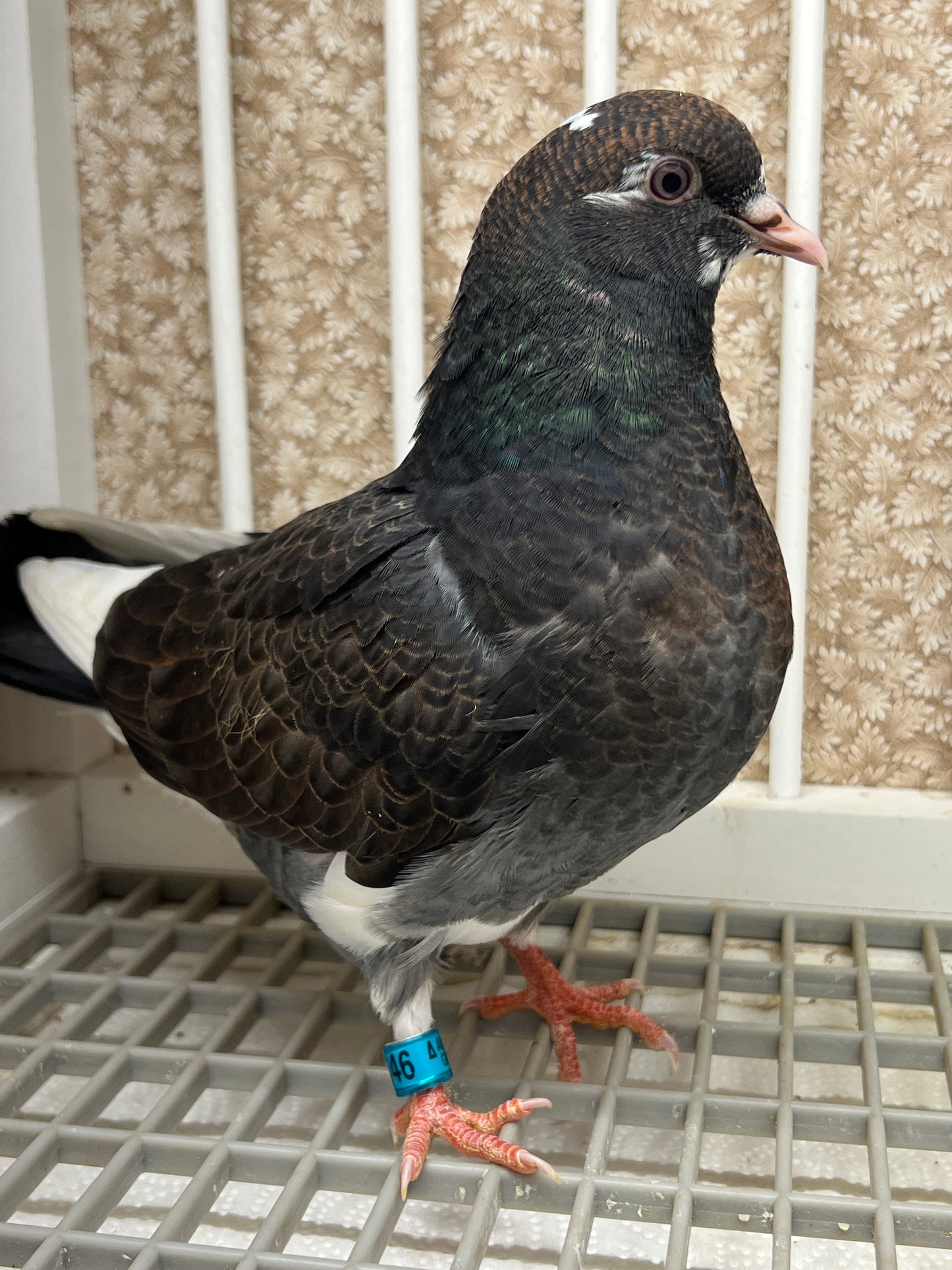 Birmingham Roller Pigeon "5646”
