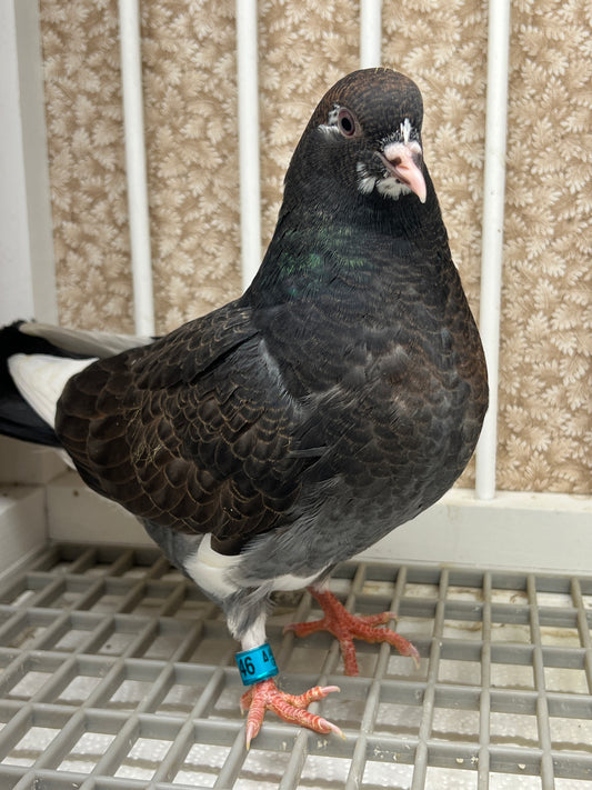 Birmingham Roller Pigeon "5646”