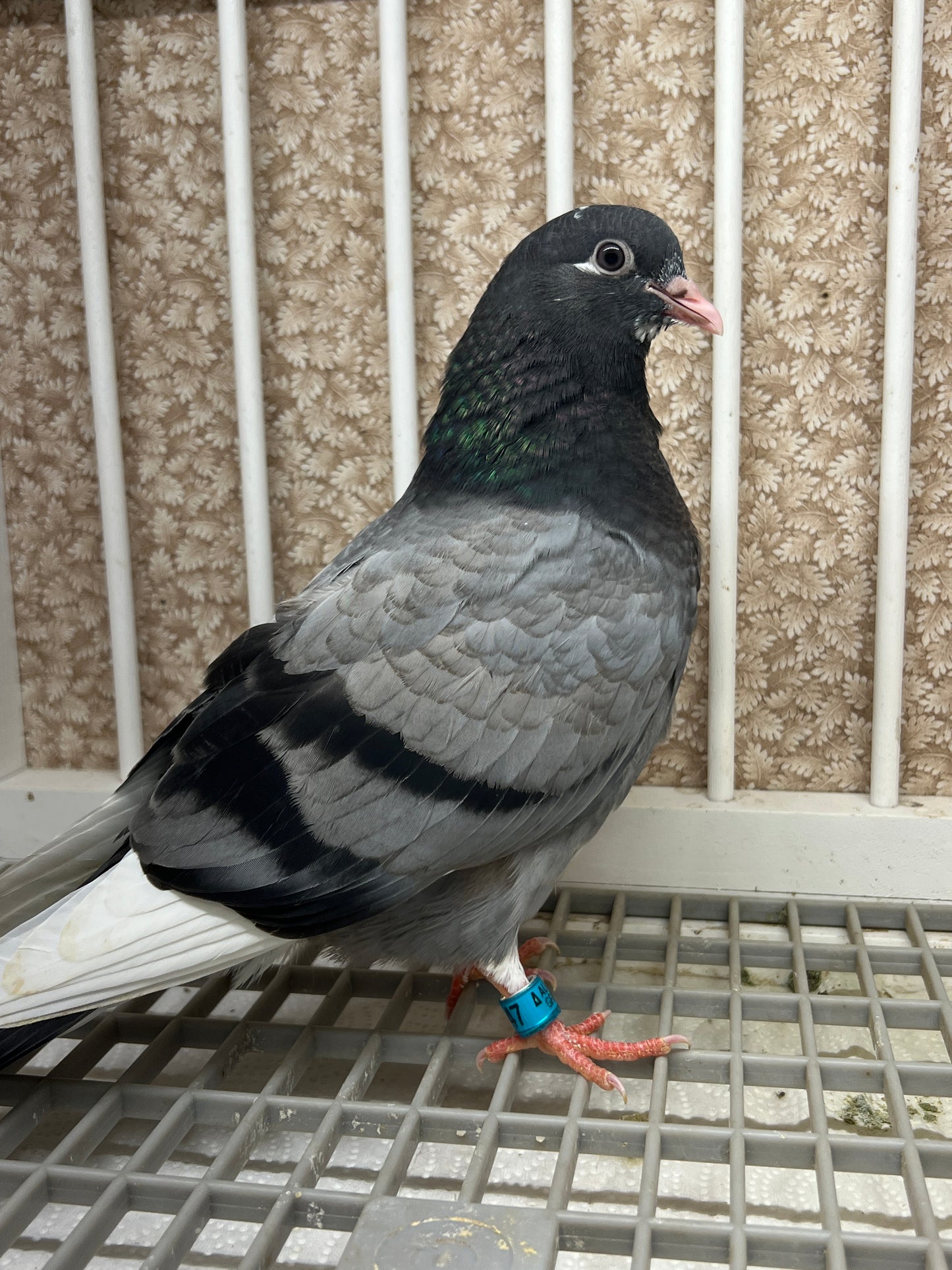 Birmingham Roller Pigeon "5647”