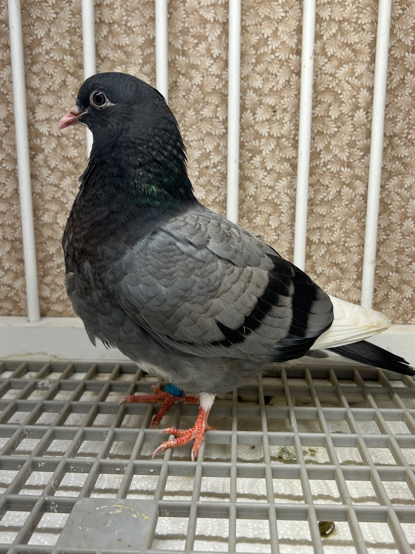 Birmingham Roller Pigeon "5647”