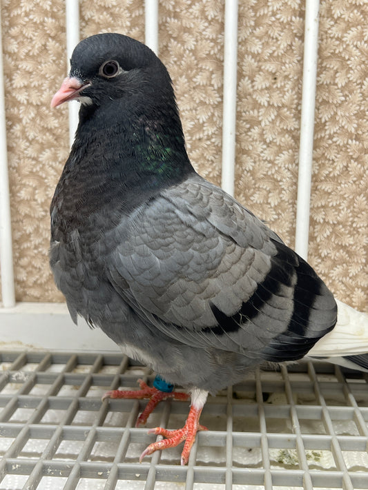 Birmingham Roller Pigeon "5647”