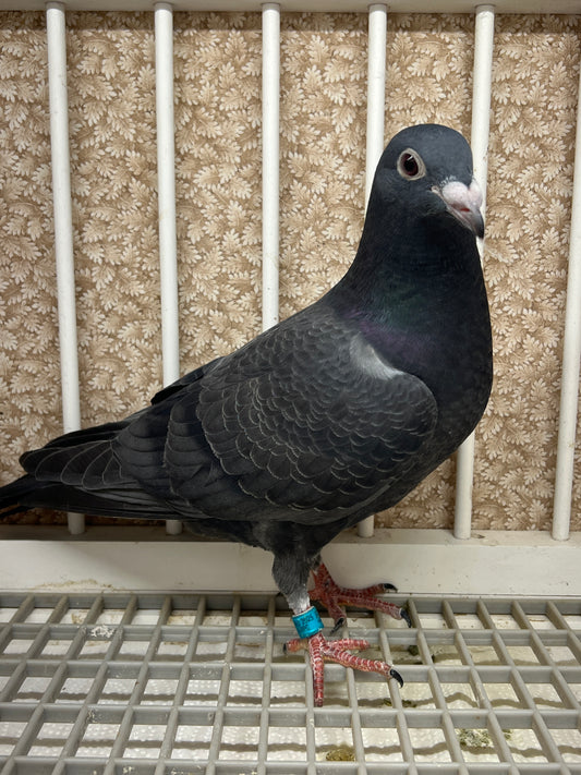 2025 Black Eagle Pigeon "GRPC 5635”