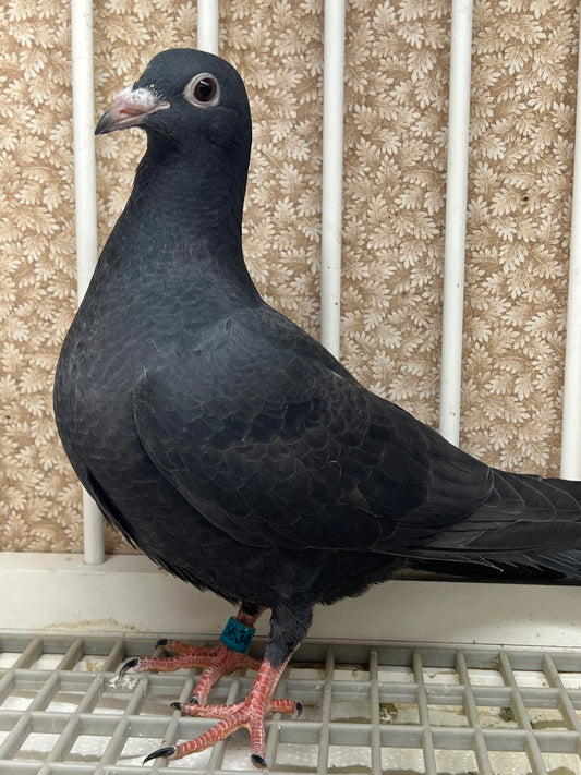2025 Black Eagle Pigeon "GRPC 5634”