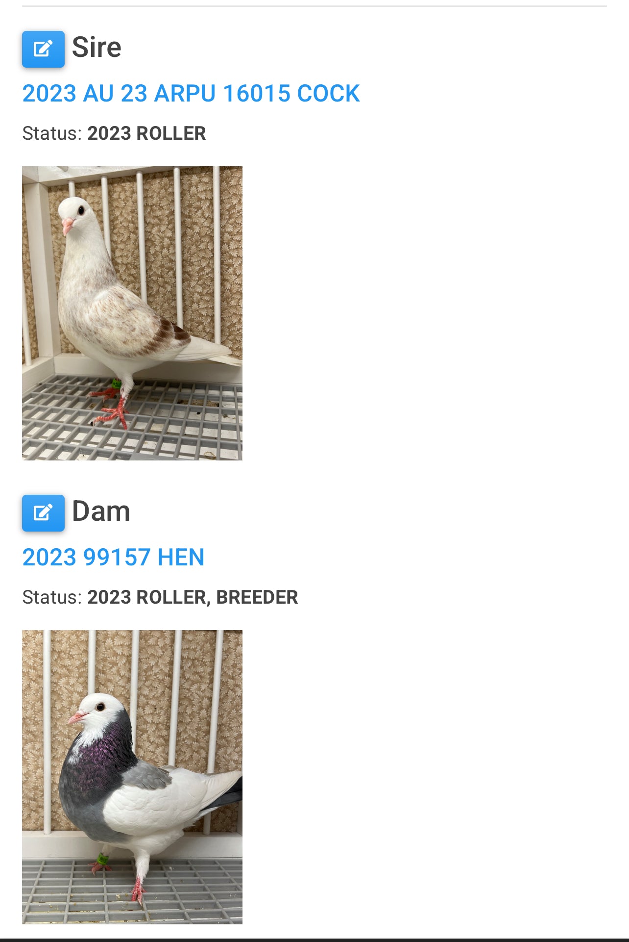 Birmingham Roller Pigeon (5627)