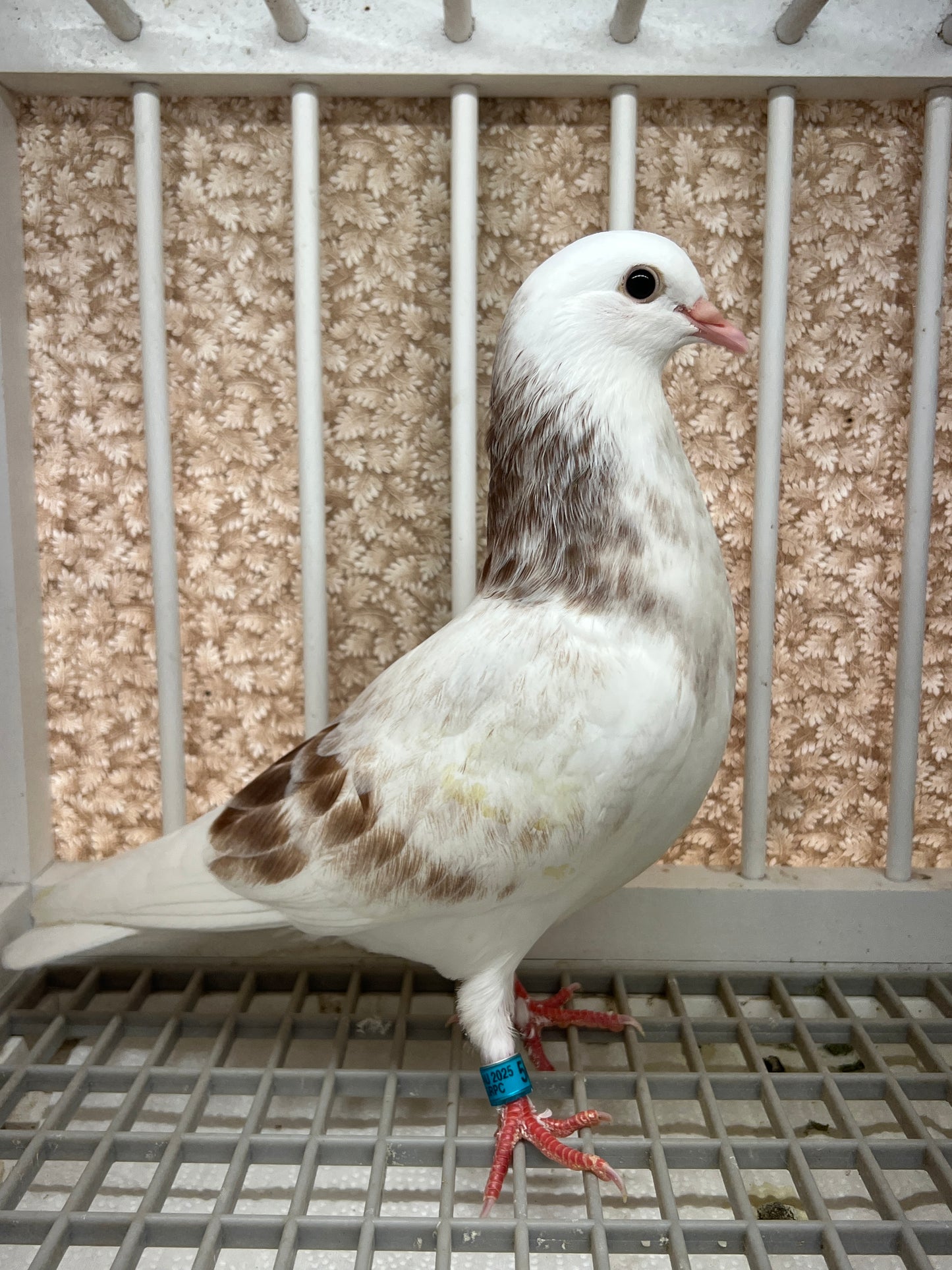 Birmingham Roller Pigeon (5627)