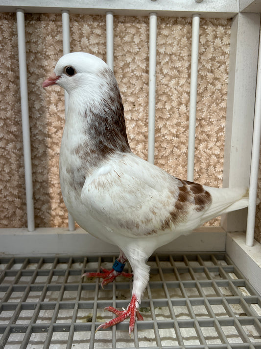 Birmingham Roller Pigeon (5627)