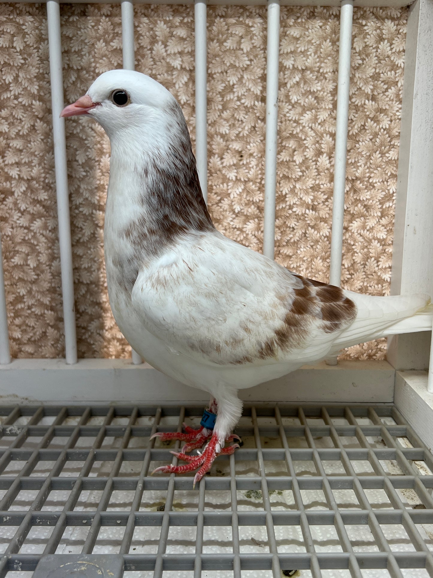 Birmingham Roller Pigeon (5627)