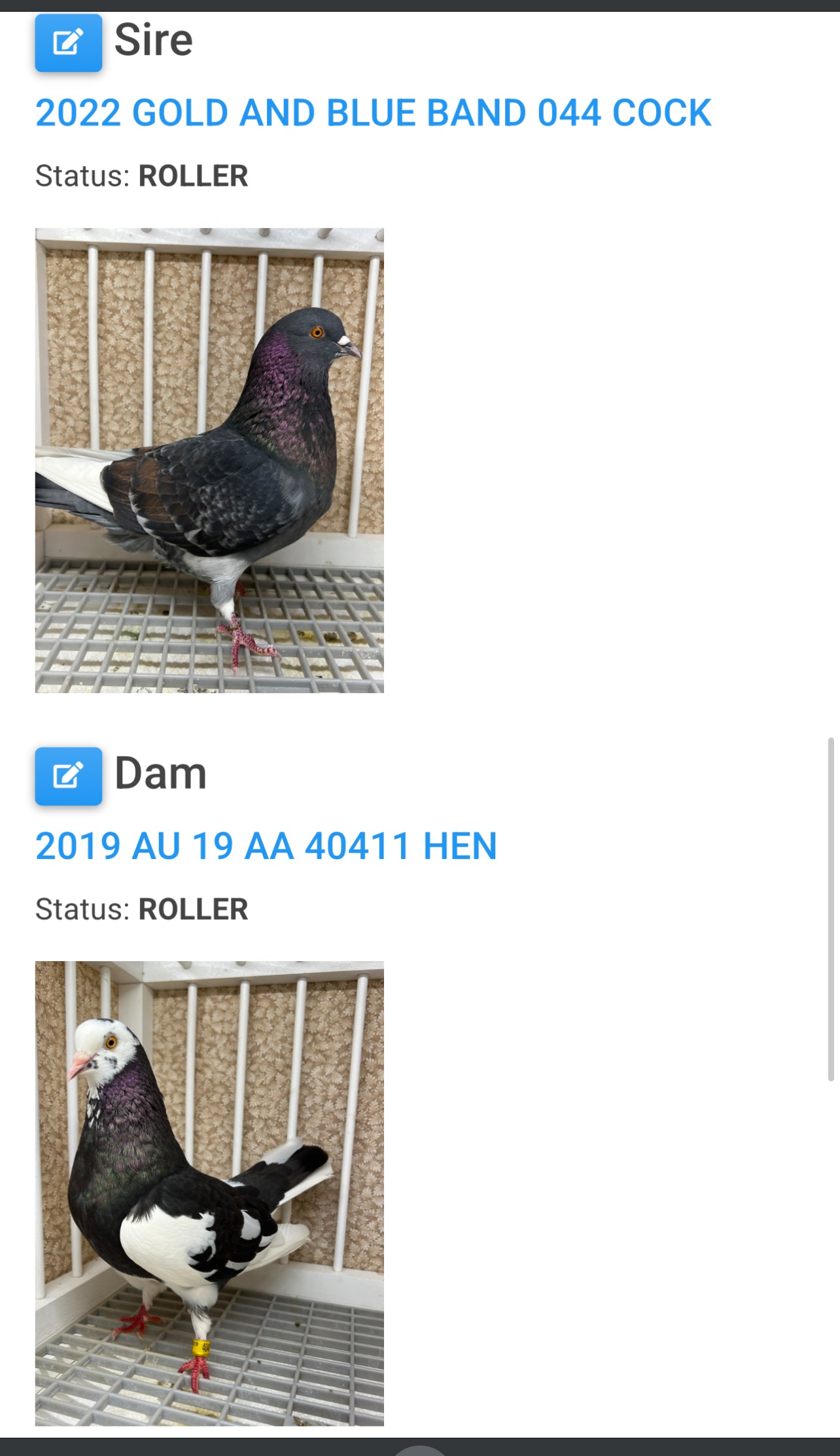 Birmingham Roller Pigeon "5616”