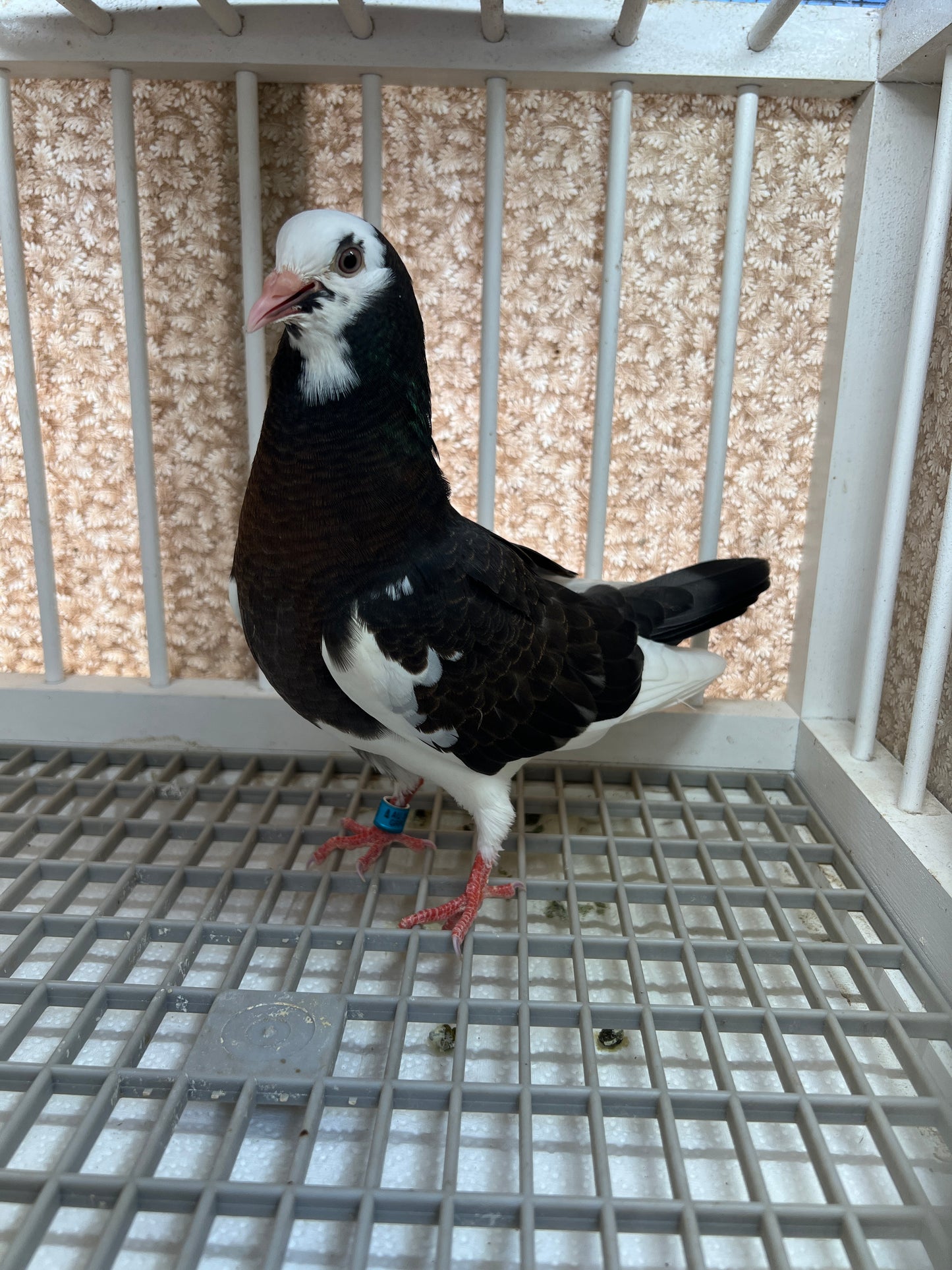 Birmingham Roller Pigeon "5616”