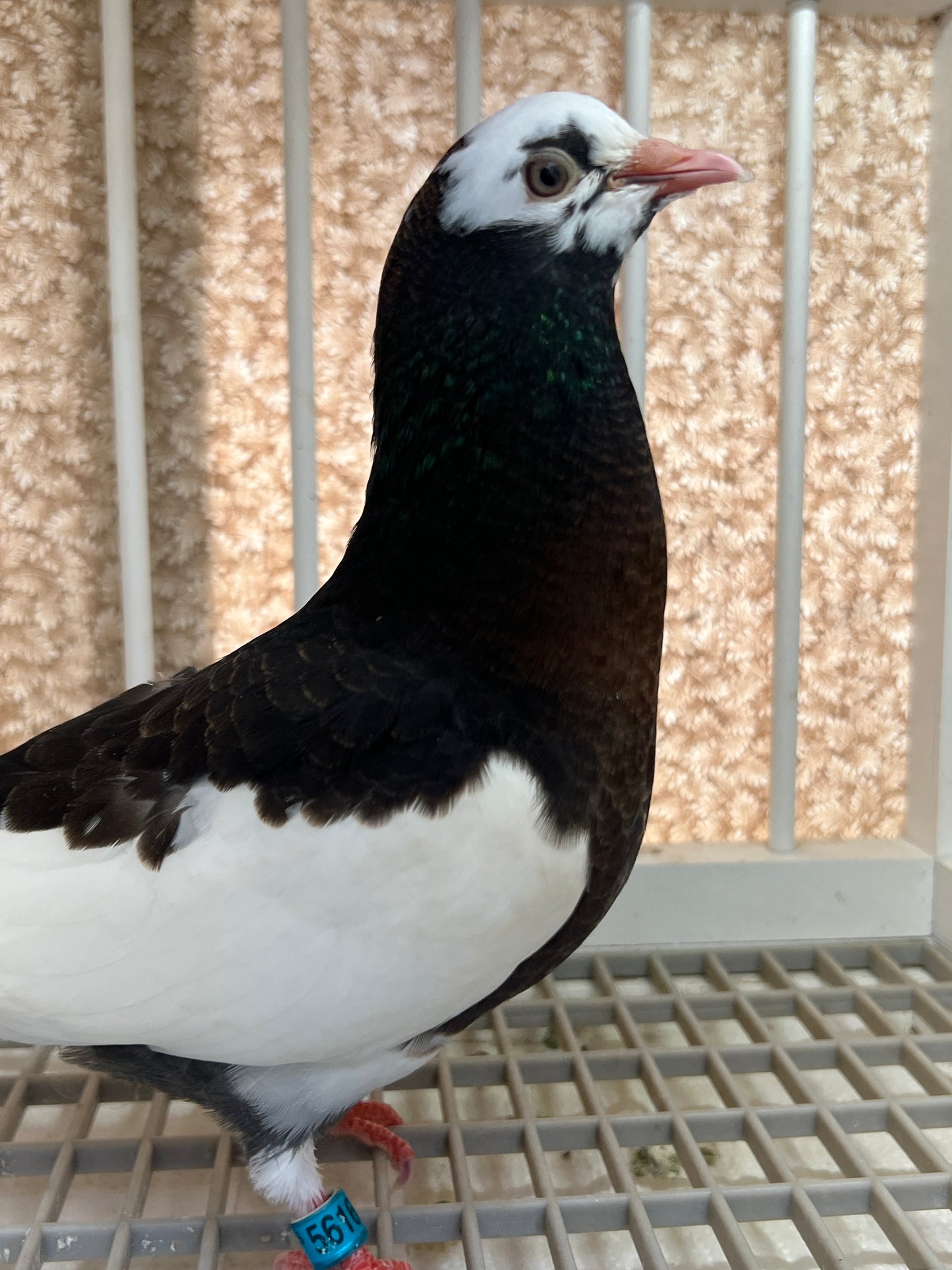 Birmingham Roller Pigeon "5616”