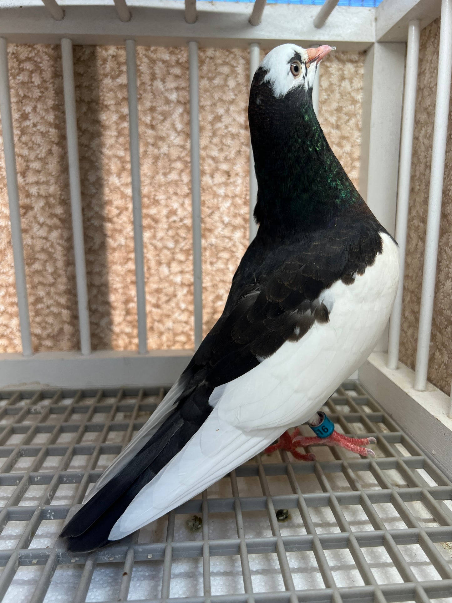 Birmingham Roller Pigeon "5616”