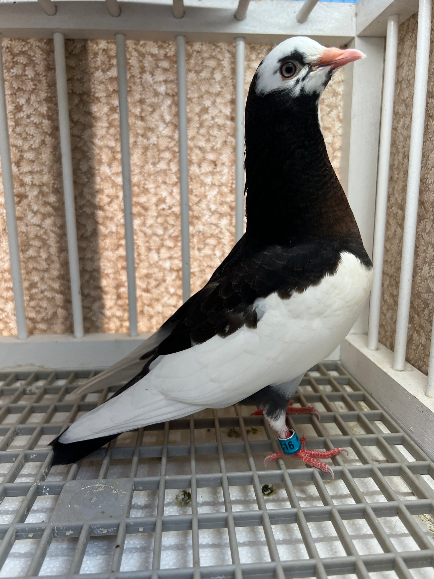 Birmingham Roller Pigeon "5616”