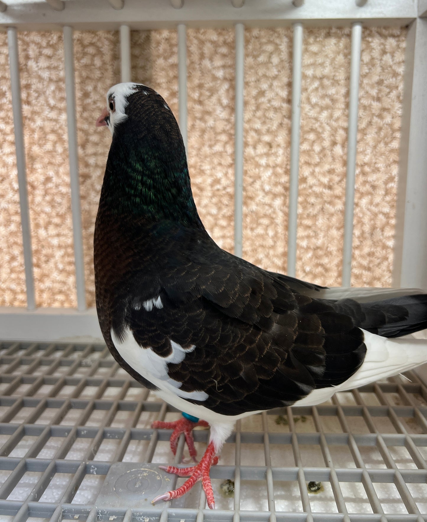 Birmingham Roller Pigeon "5616”