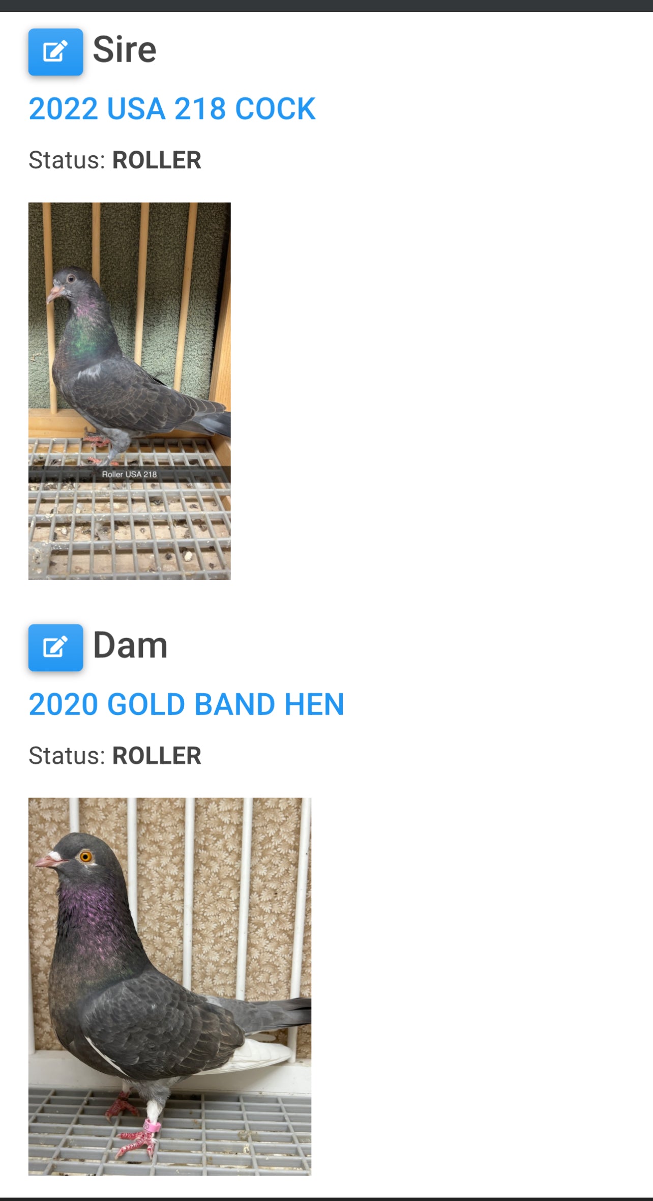 Birmingham Roller Pigeon "5636”