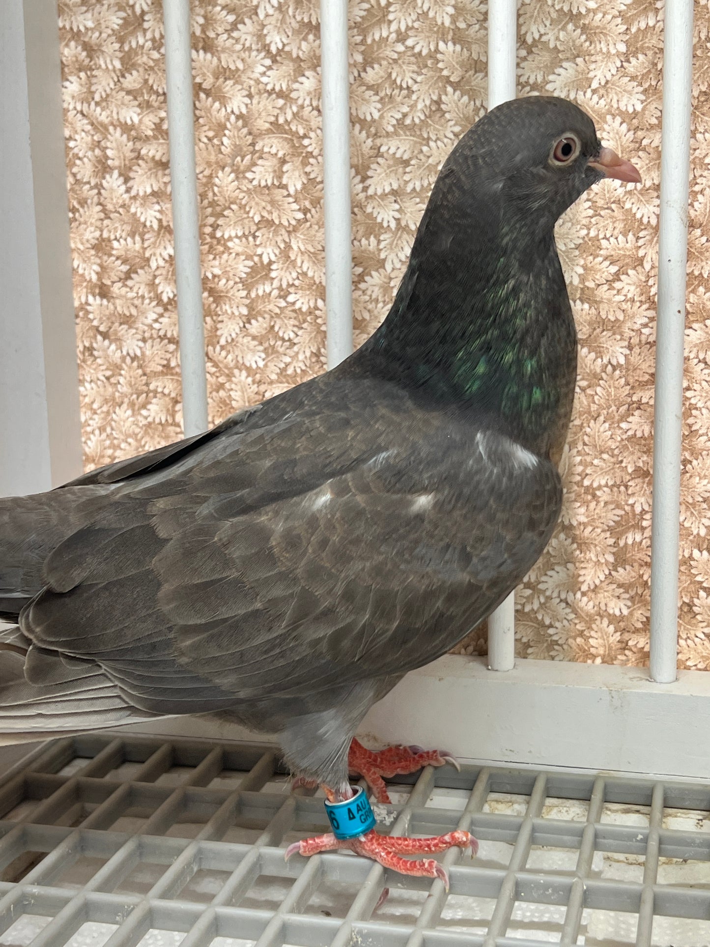 Birmingham Roller Pigeon "5636”