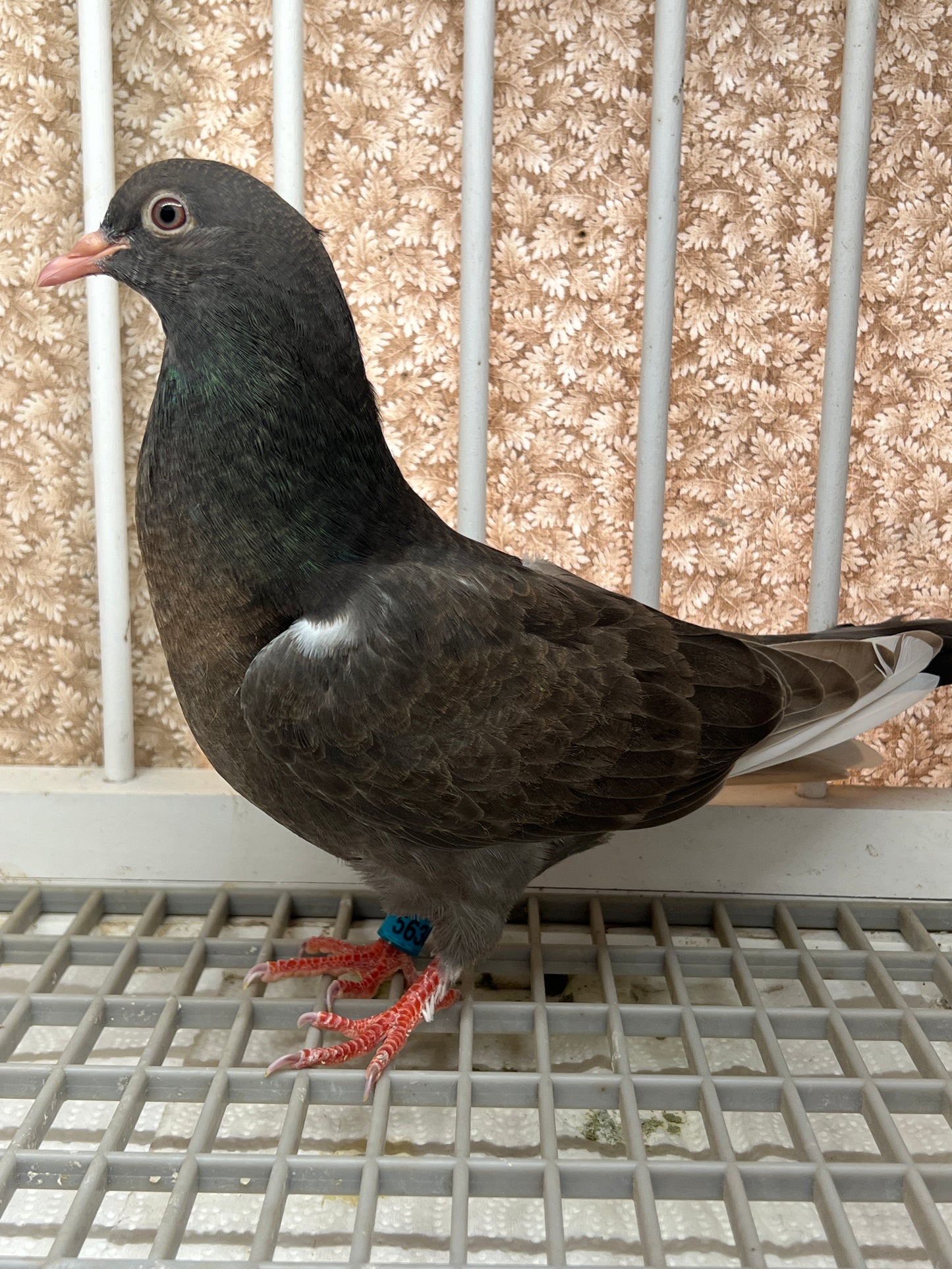 Birmingham Roller Pigeon "5636”