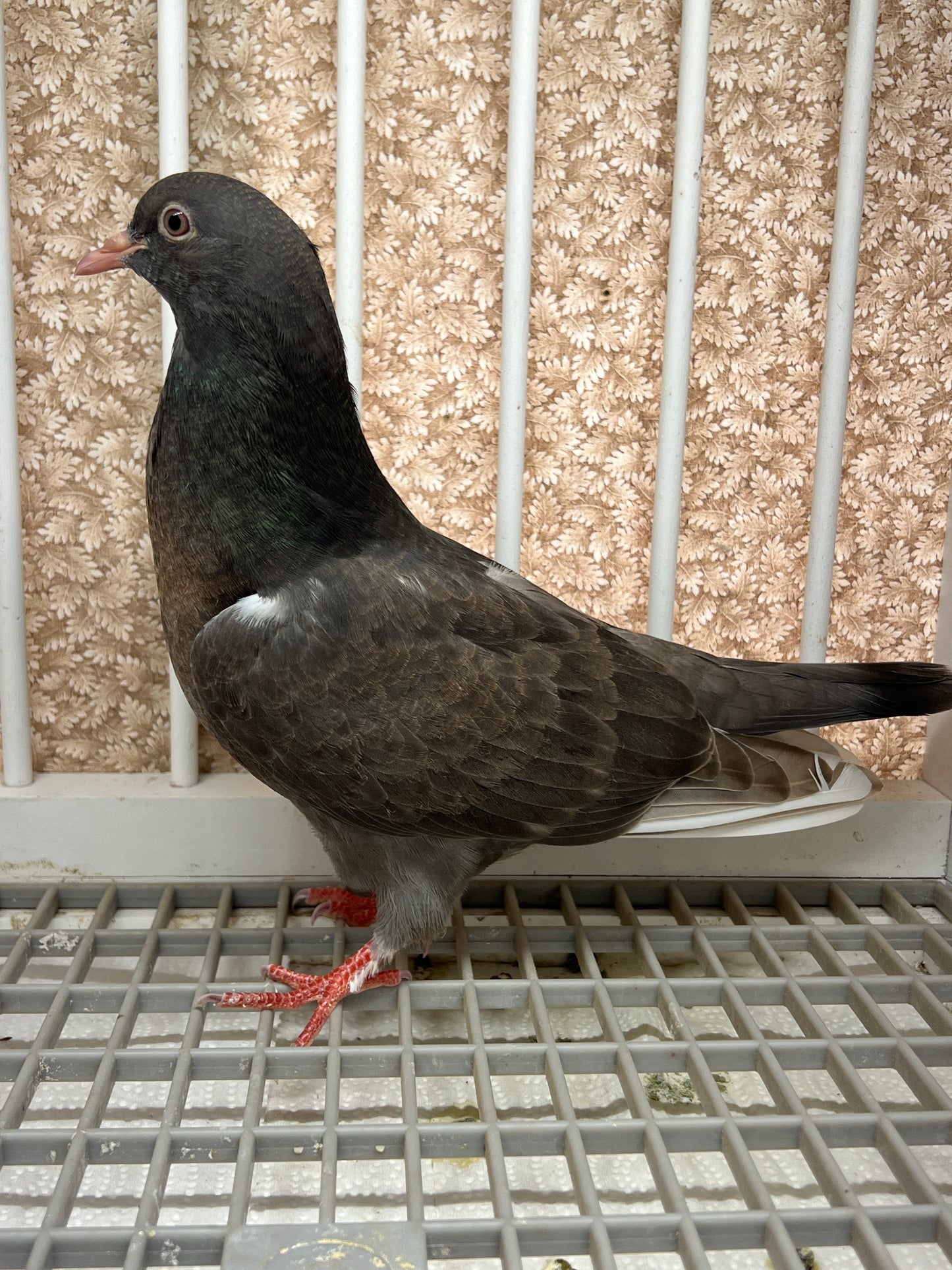 Birmingham Roller Pigeon "5636”