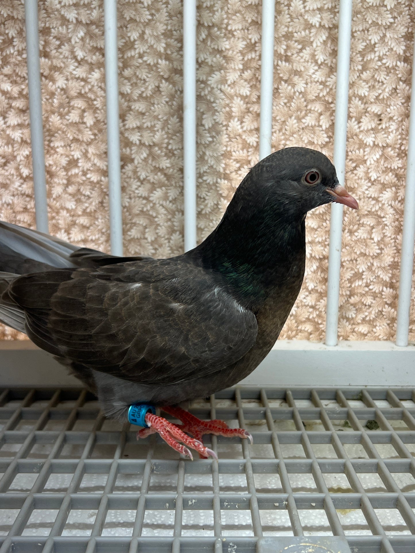 Birmingham Roller Pigeon "5636”
