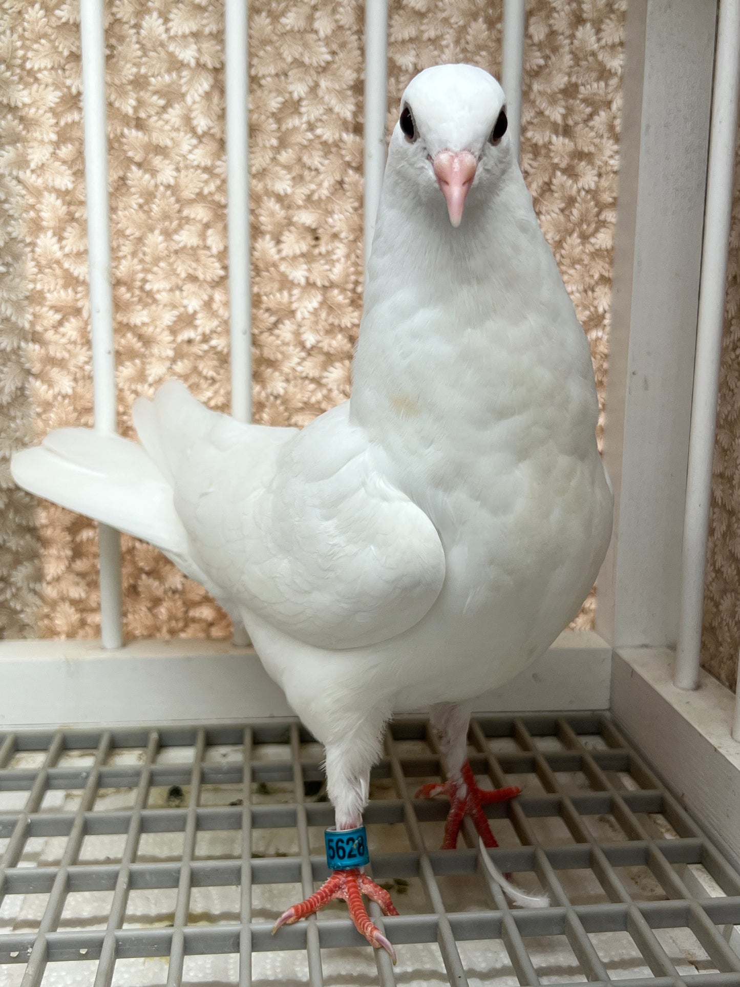 Birmingham Roller Pigeon (5628)
