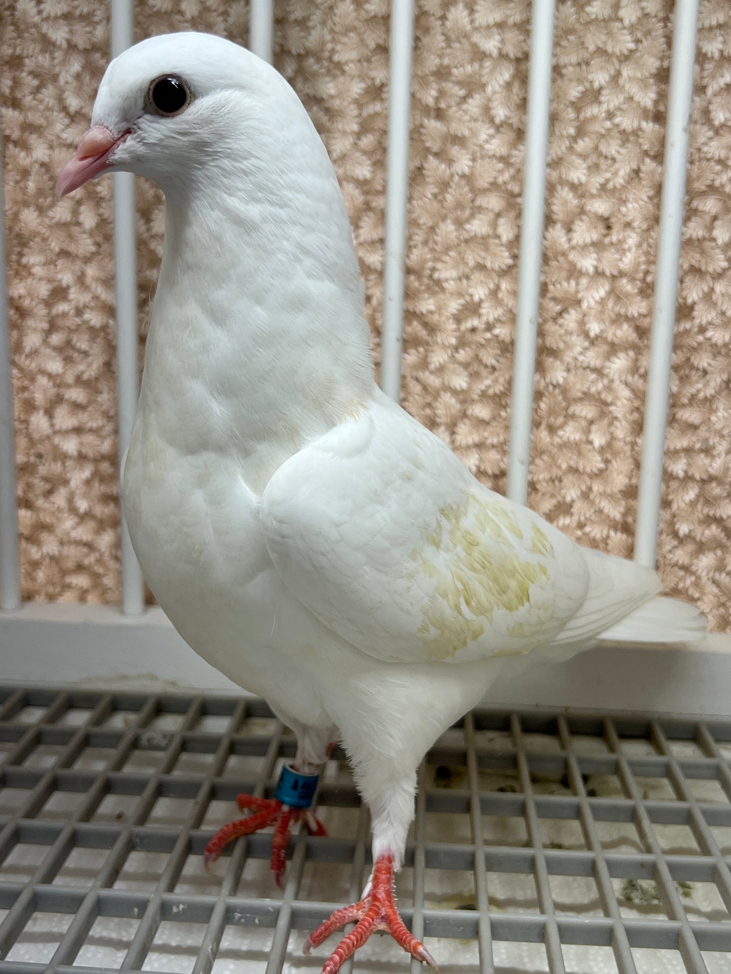 Birmingham Roller Pigeon (5628)