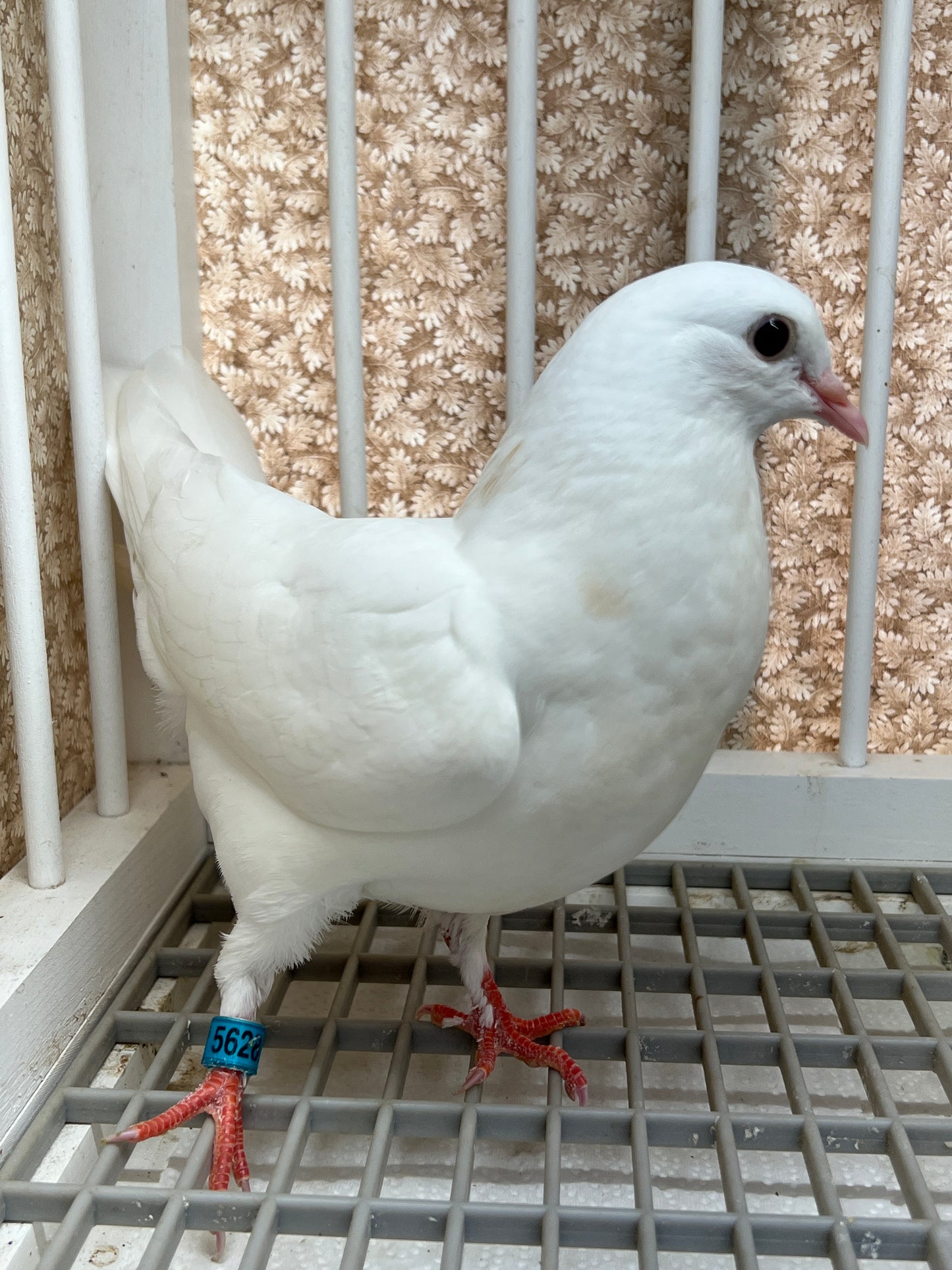 Birmingham Roller Pigeon (5628)