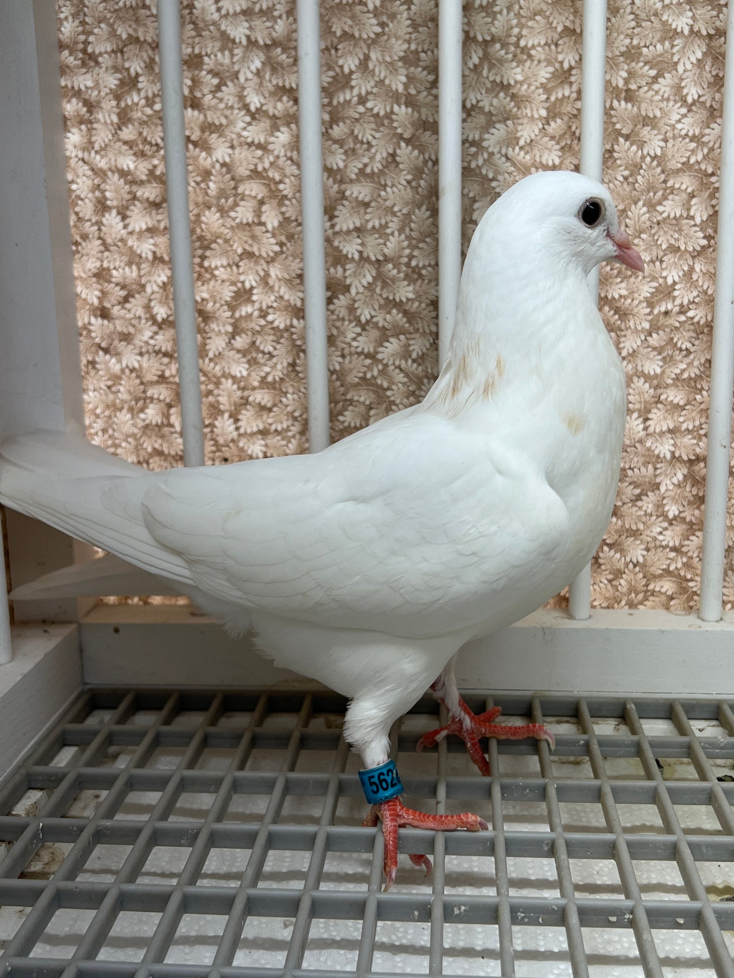 Birmingham Roller Pigeon (5628)