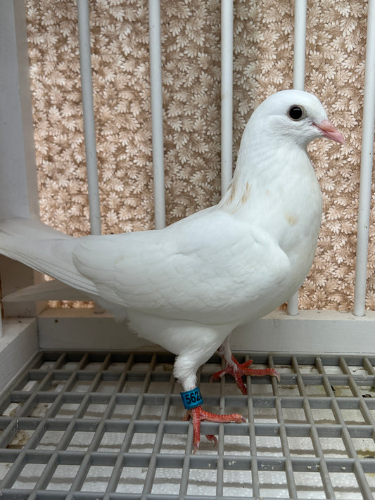 Birmingham Roller Pigeon (5628)