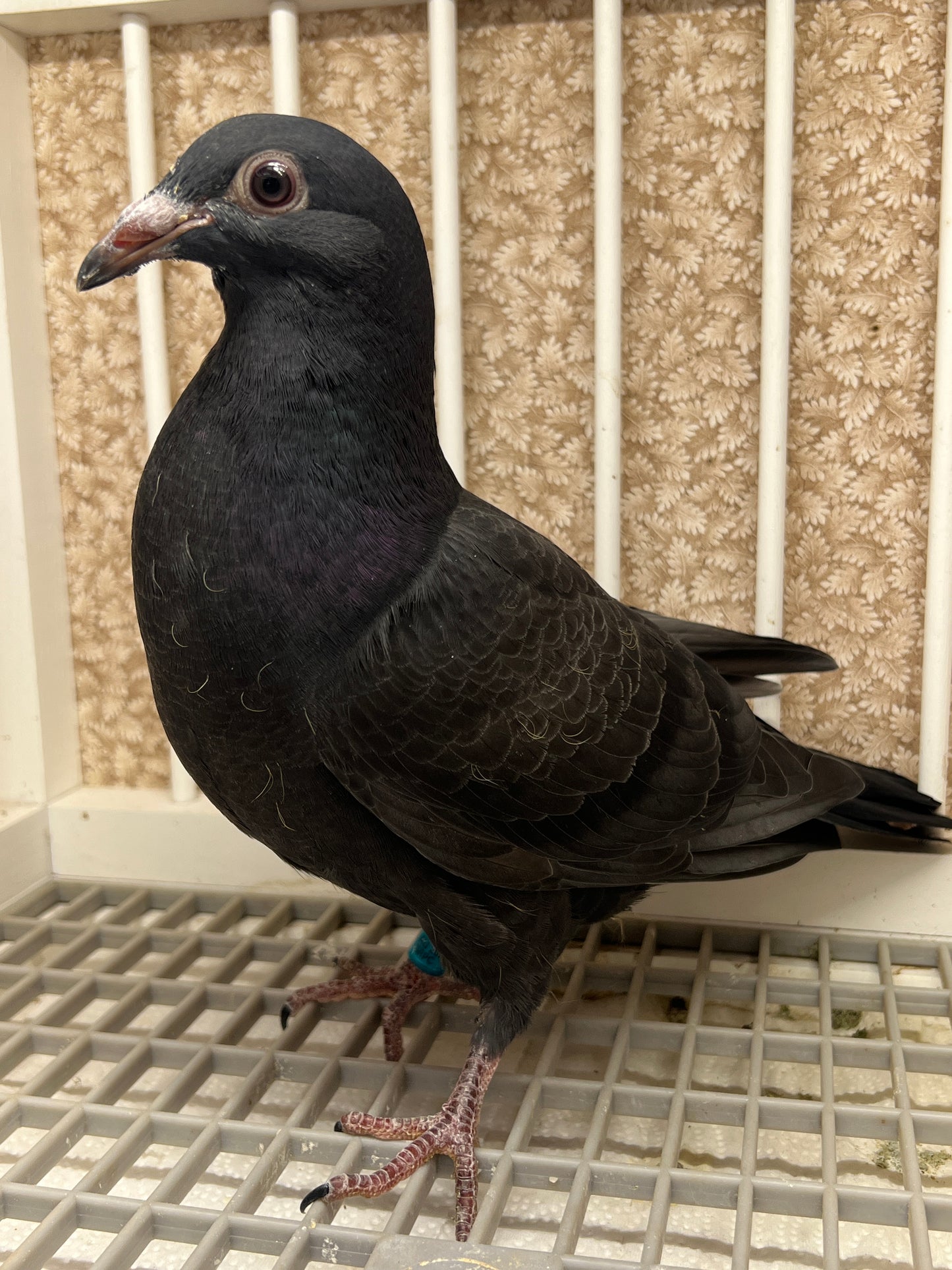 2025 Black Eagle Pigeon "GRPC 5639”
