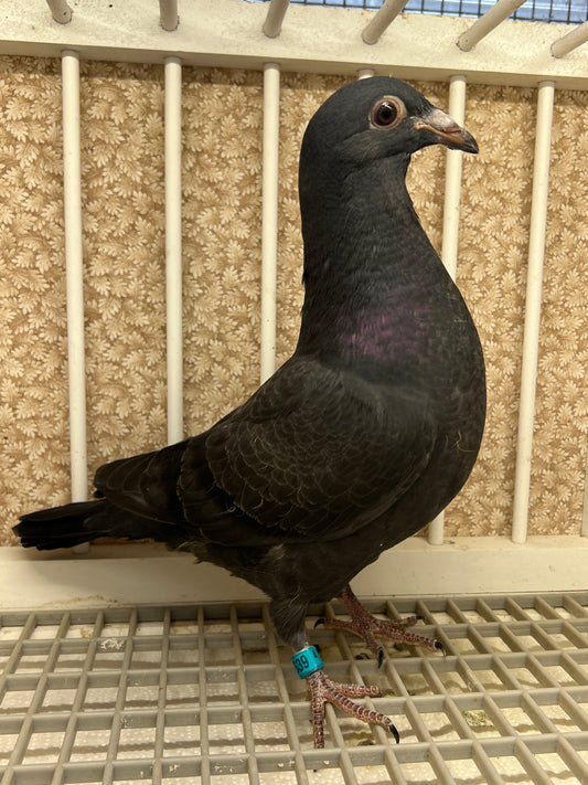 2025 Black Eagle Pigeon "GRPC 5639”