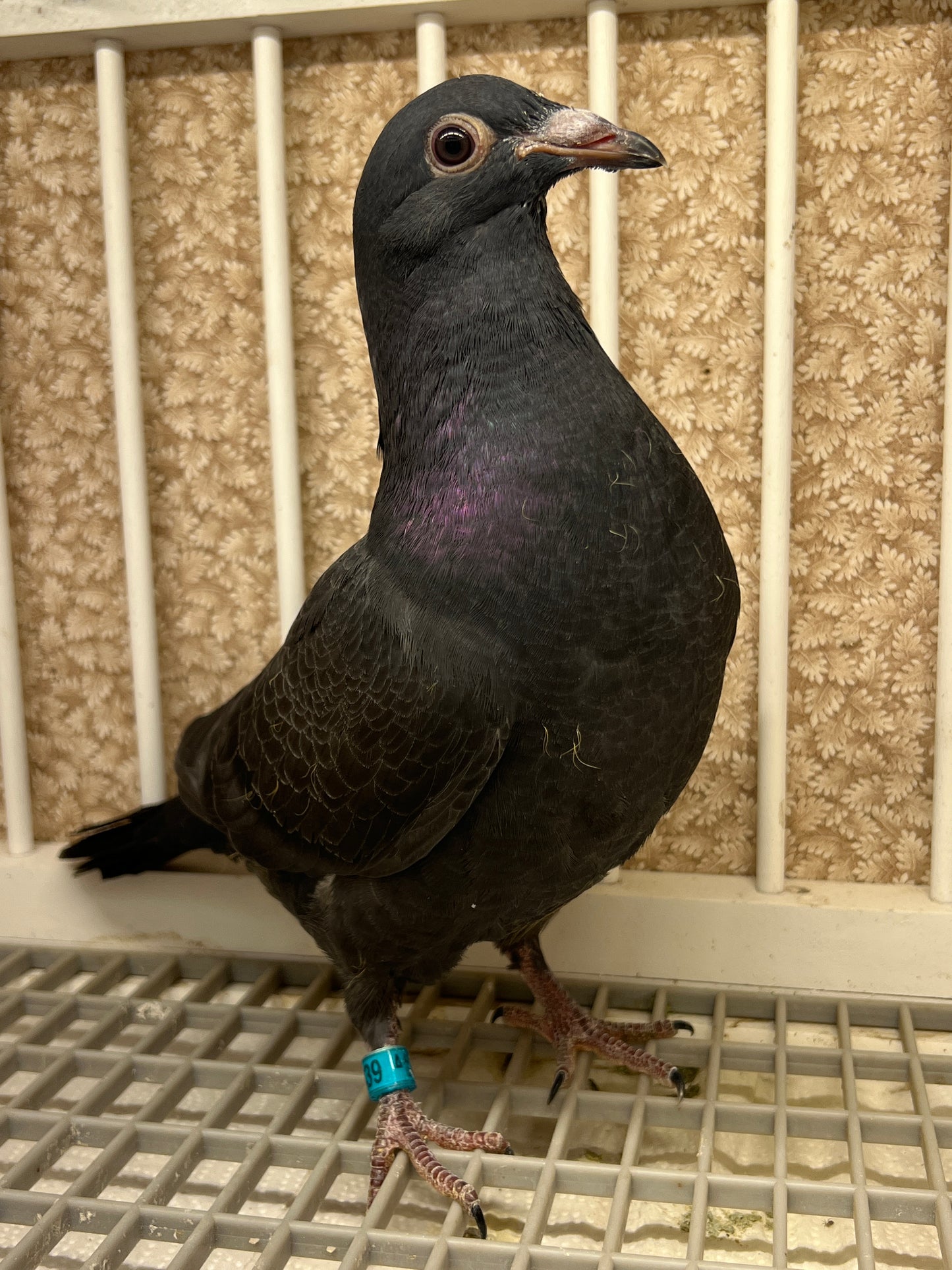 2025 Black Eagle Pigeon "GRPC 5639”