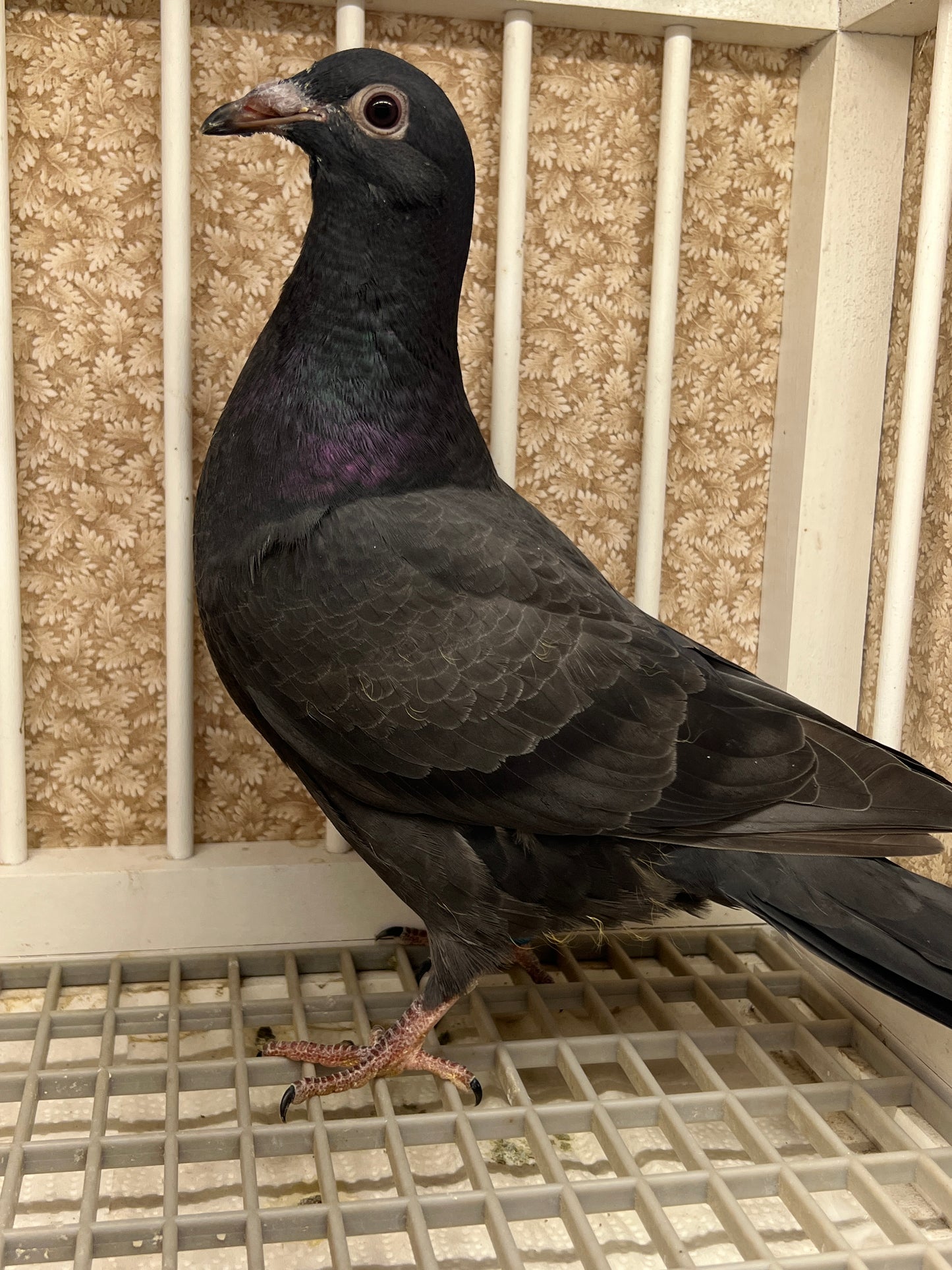 2025 Black Eagle Pigeon "GRPC 5639”
