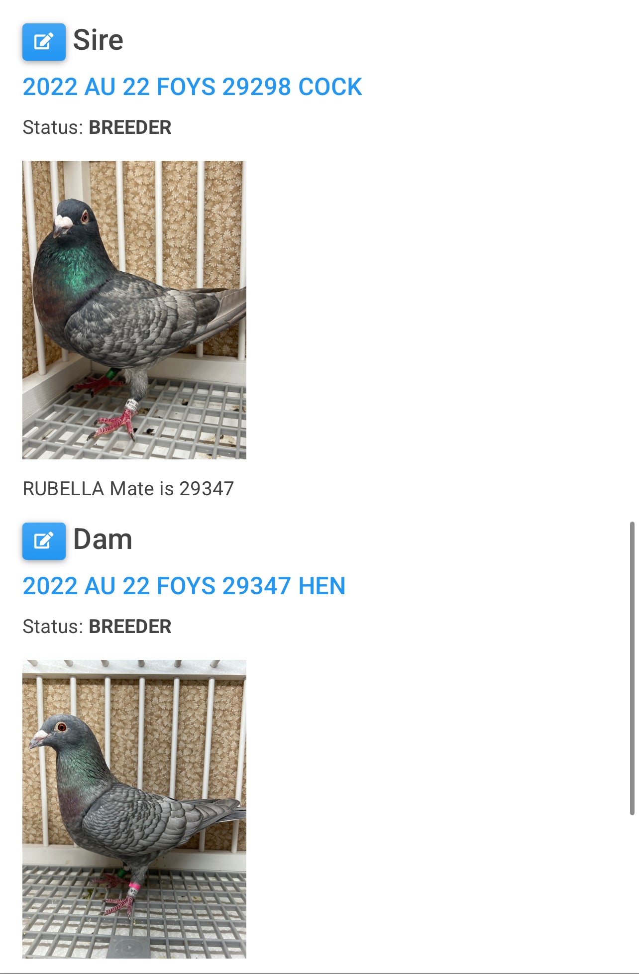 (Rubella) Racing Pigeon "GRPC 5625”