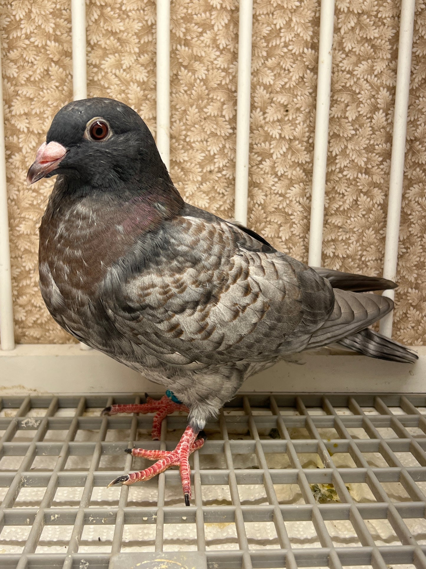 (Rubella) Racing Pigeon "GRPC 5625”