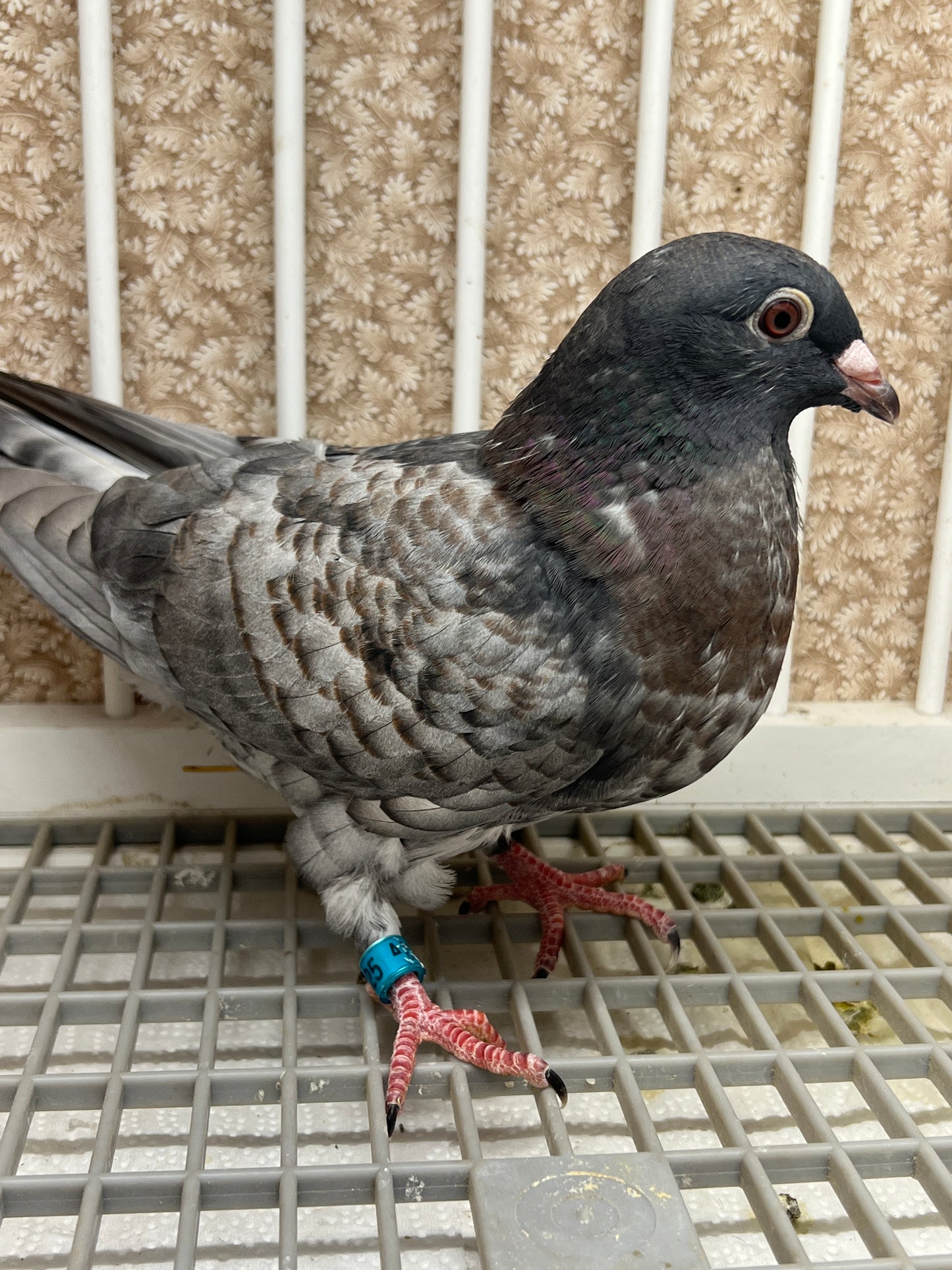 (Rubella) Racing Pigeon "GRPC 5625”