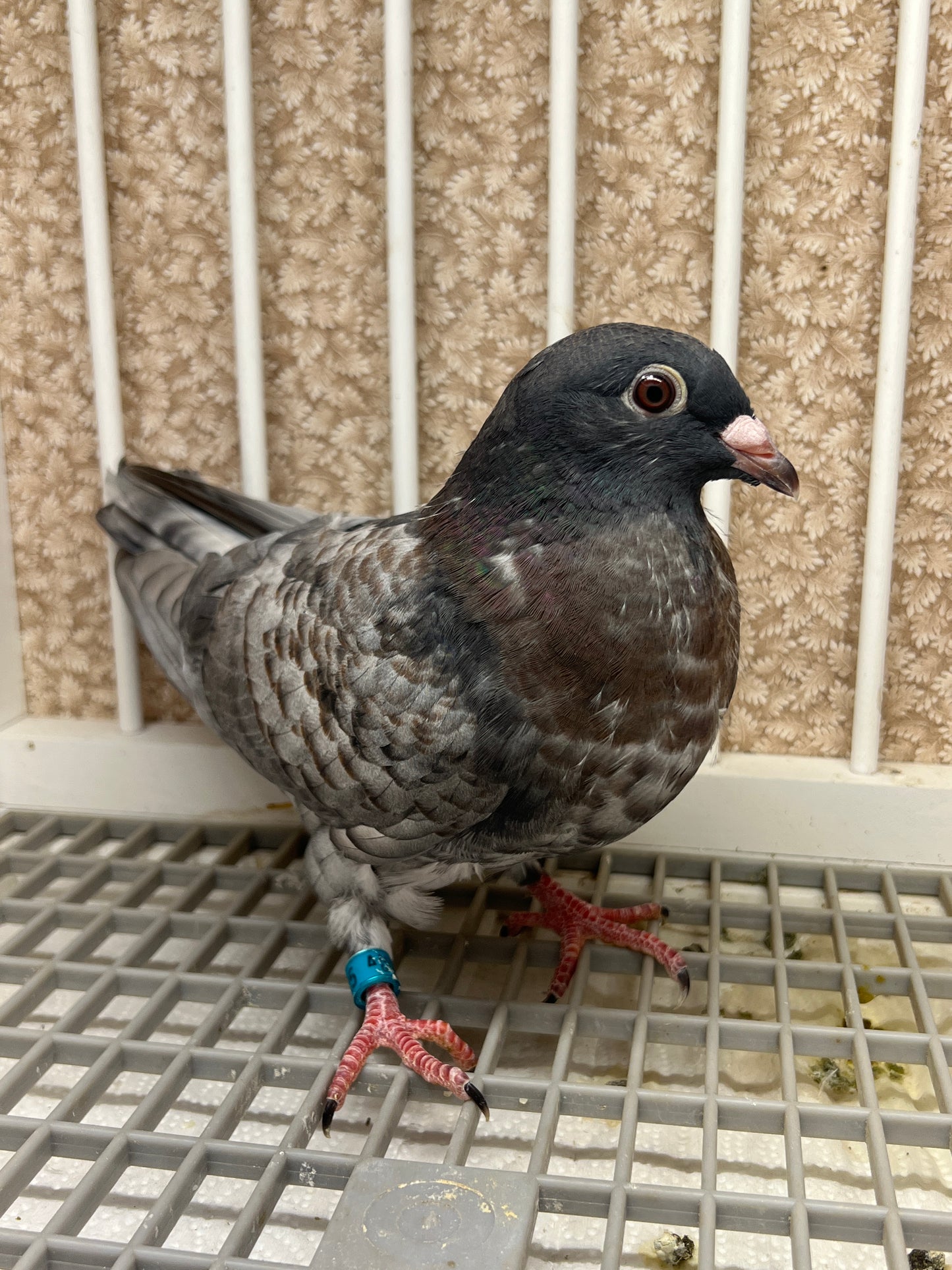 (Rubella) Racing Pigeon "GRPC 5625”