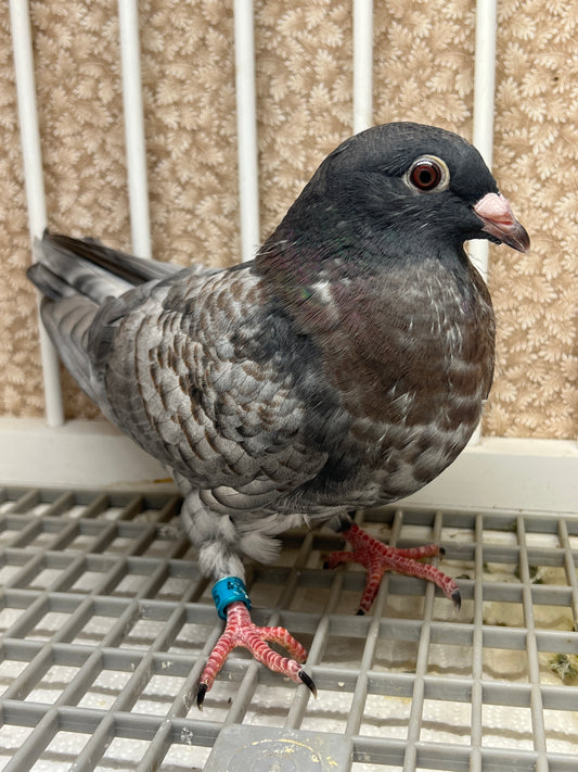 (Rubella) Racing Pigeon "GRPC 5625”